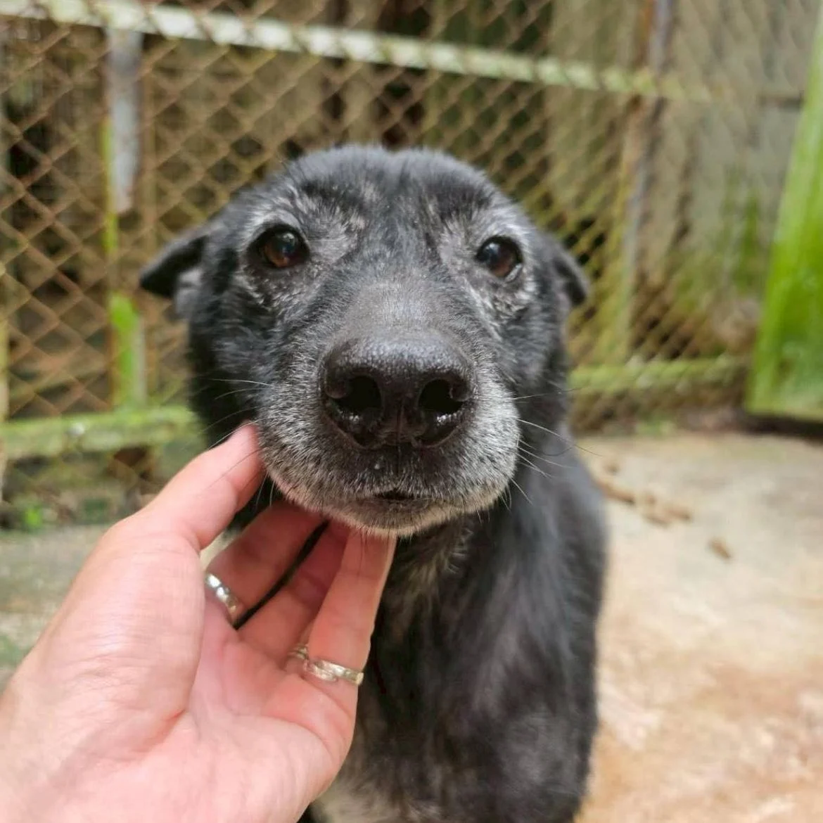 毛小孩 - 小肉豆